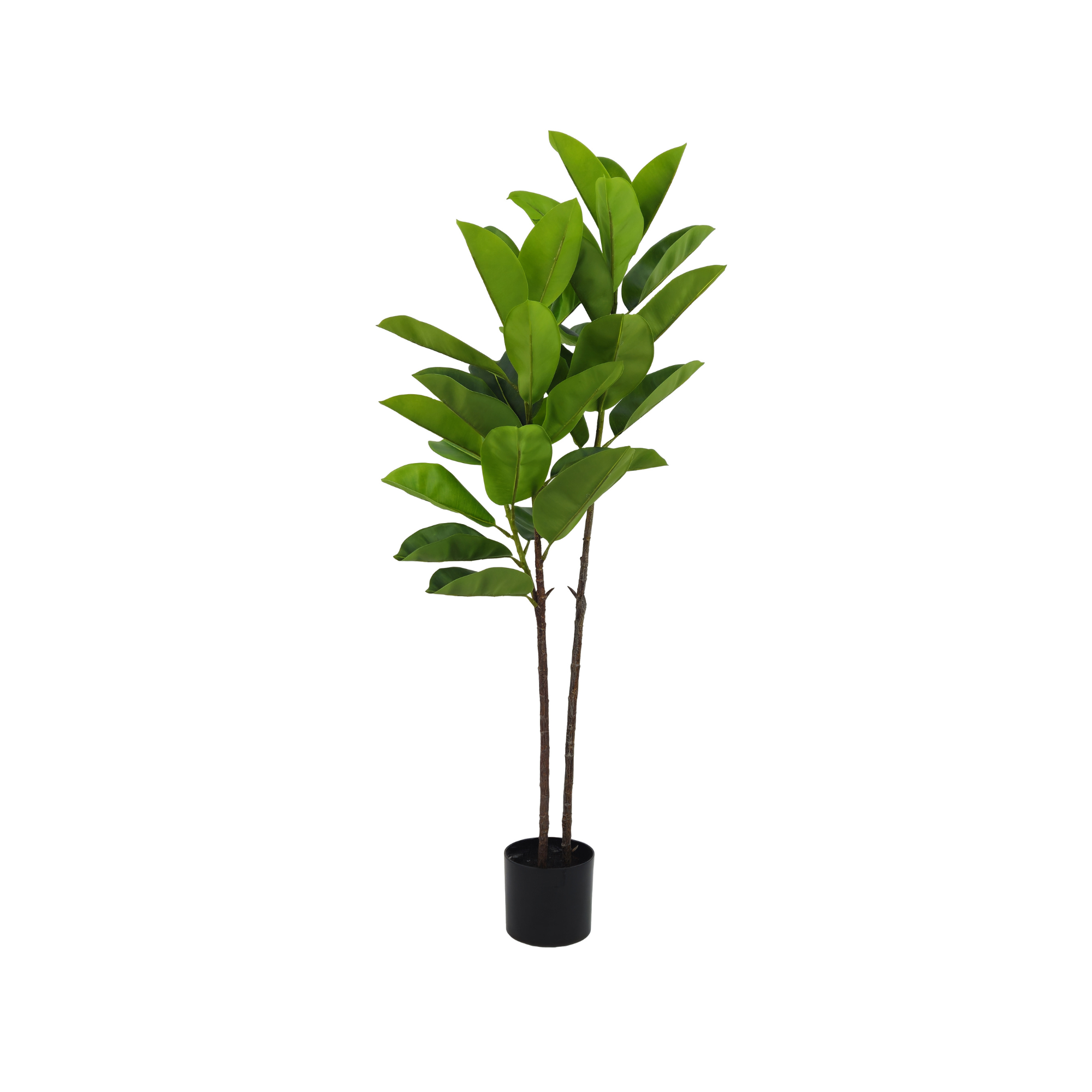 Pianta Ficus Elastica 140 cm